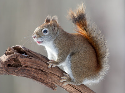 Red Squirrel