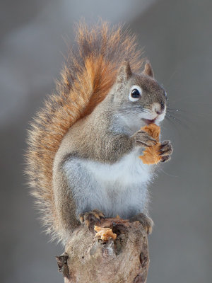 Red Squirrel with Peanut Butter