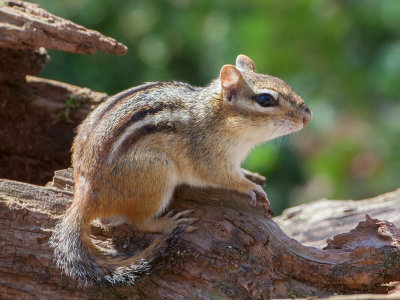 Chipmunk