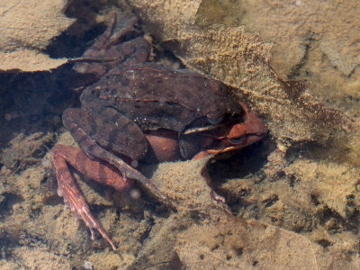 Wood Frogs Mating
