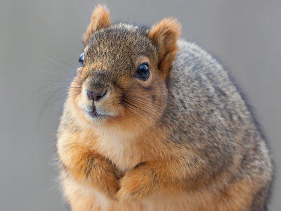 Fox Squirrel