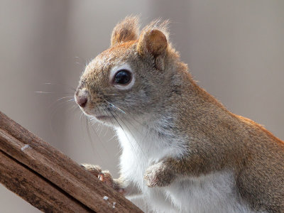 Red Squirrel