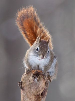 Red Squirrel