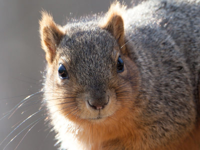 Fox Squirrel