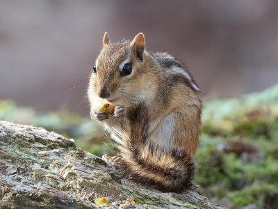 Chipmunk Eating Maple Tree Flowers