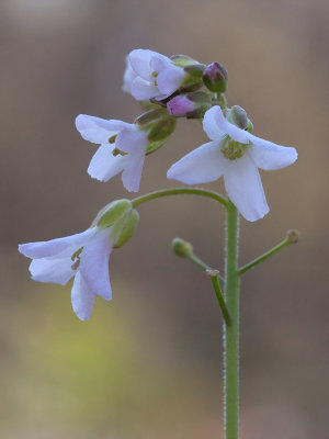 Cutleaf Toothwort