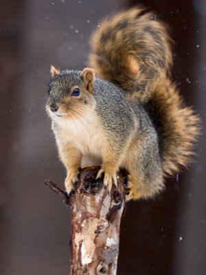 Fox Squirrel