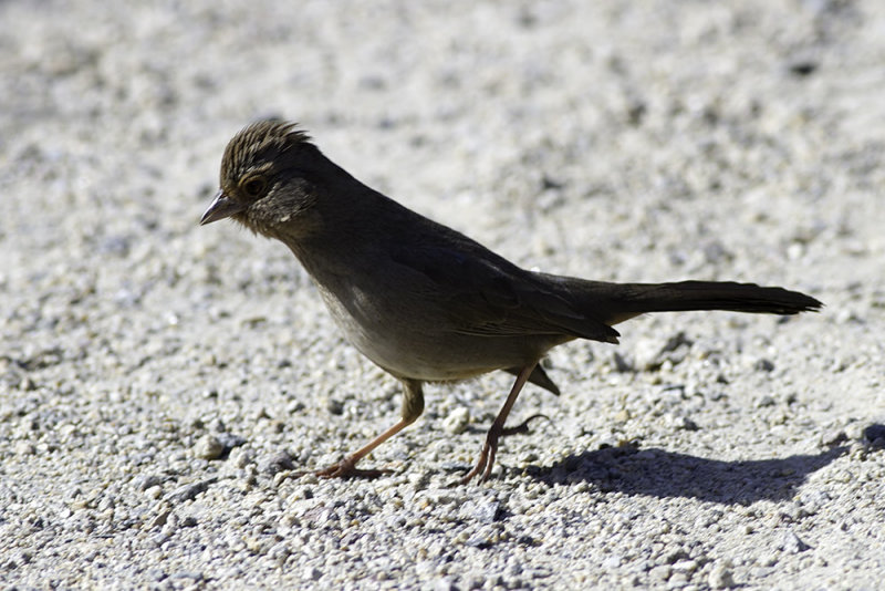 California Towhee