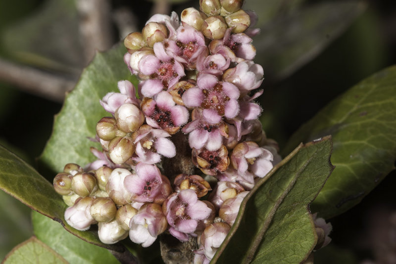 Lemonadeberry  (<em>Rhus integrifolia</em>)