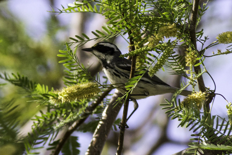 Black-throated Gray Warbler