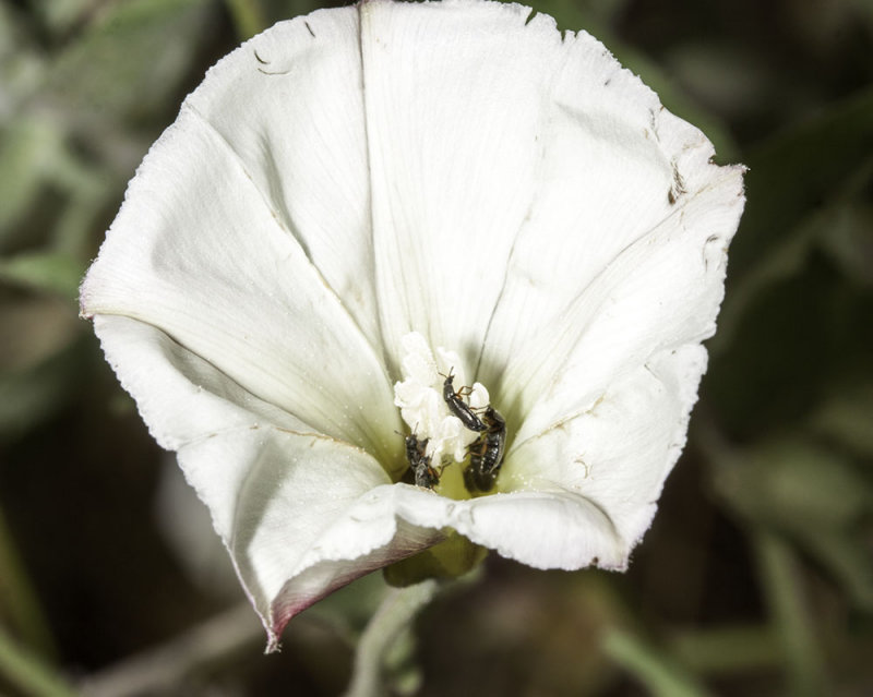 Morning Glory  (<em>Calystegia  macrostegia</em>)
