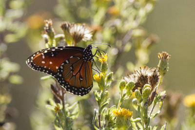 Monarch Butterfly (Danaus plexippus)