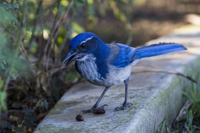 Western Scrub Jay