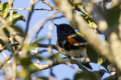 American Redstart