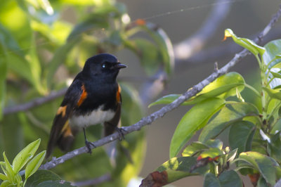 American Redstart