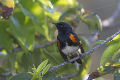 American Redstart