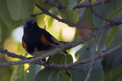 American Redstart