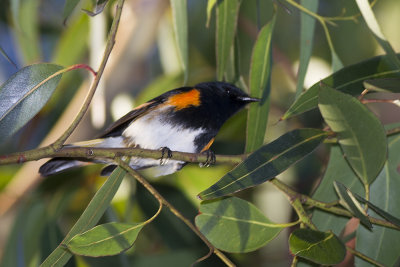 American Redstart