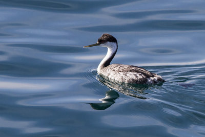 Western Grebe