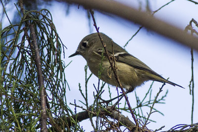 Ruby-crowned Kinglet