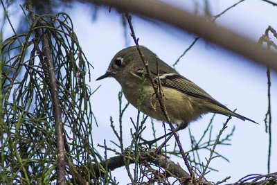 Ruby-crowned Kinglet