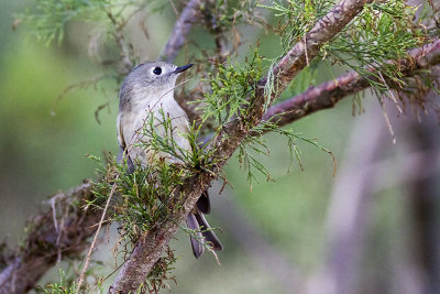 Ruby-crowned Kinglet