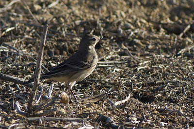 American Pipit