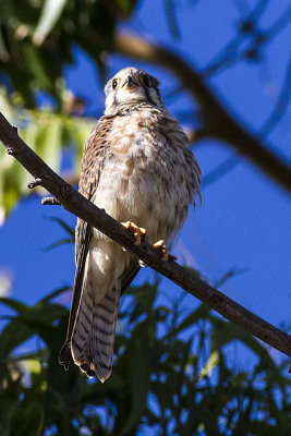 American Kestrel