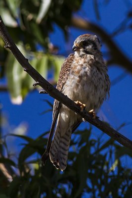 American Kestrel