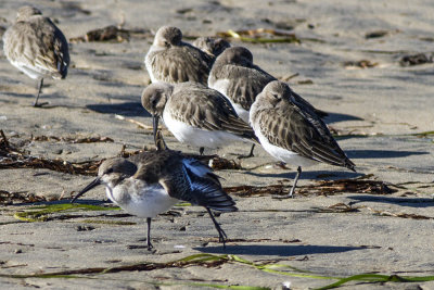 Dunlin