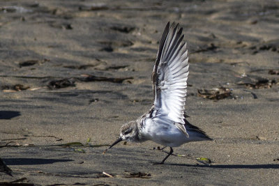 Western Sandpiper