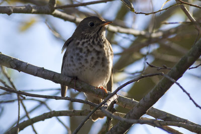 Hermit Thrush