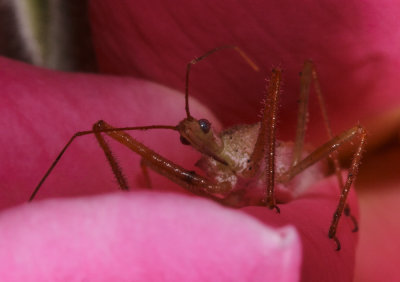 Leaf-hopper Assassin Bug (Zelus renardii)