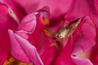 Leaf-hopper Assassin Bug (Zelus renardii)
