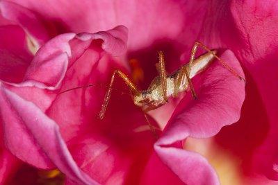Leaf-hopper Assassin Bug (Zelus renardii)