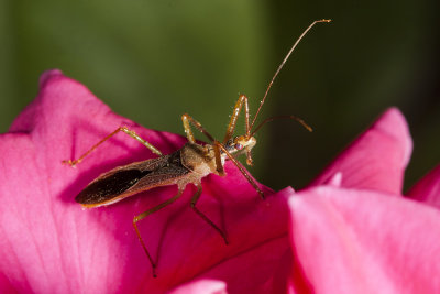 Leaf-hopper Assassin Bug (Zelus renardii)