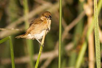 Scaly-breasted Munia