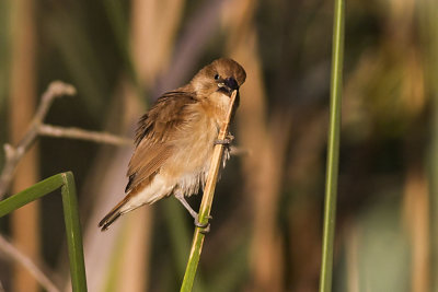 Scaly-breasted Munia