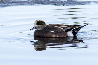 American Wigeon