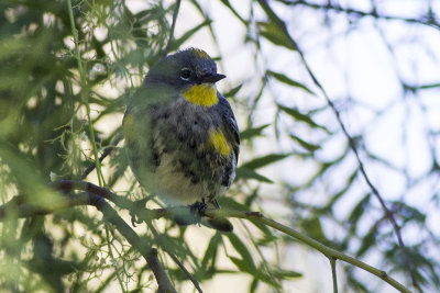 Yellow-rumped Walber