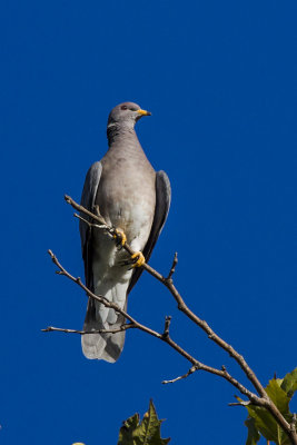 Band-tailed Pigeon