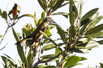 American Redstart