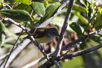 American Redstart