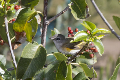 American Redstart