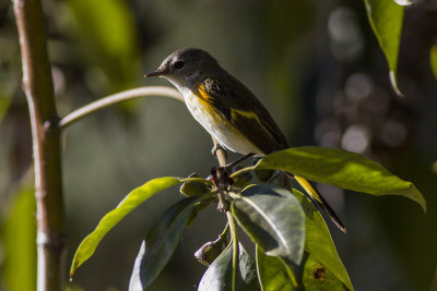 American Redstart