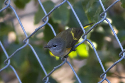 American Redstart