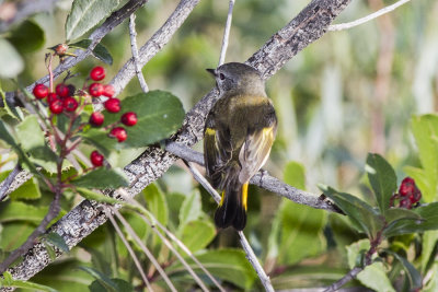 American Redstart
