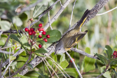 American Redstart