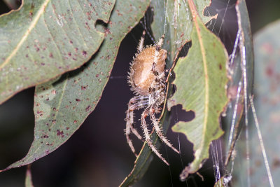 Tree Spider (Araneus gemma)