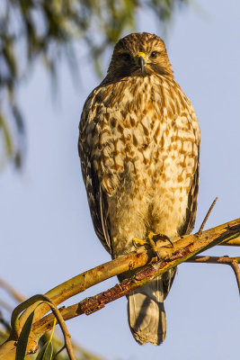Red-shouldered Hawk
